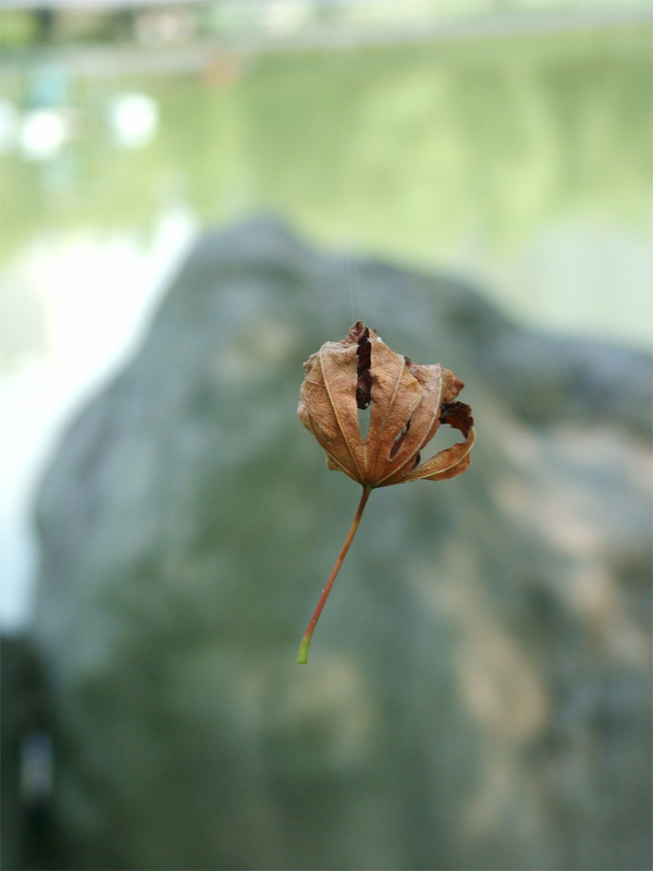 天马行空 摄影 Greatrock