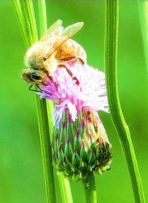 蜂.花 摄影 菊花