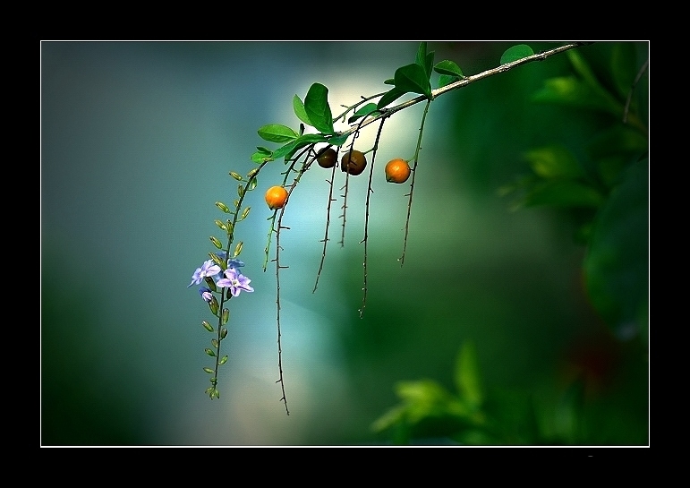 黃金露花 摄影 牽手