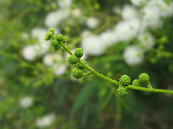 绿色小球花 摄影 开心毛毛