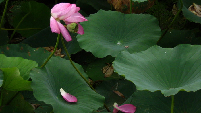 花落知多少 摄影 老朽木