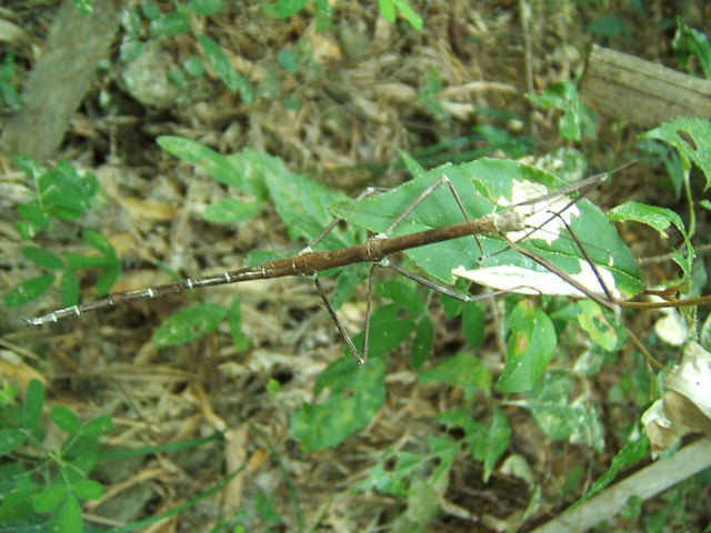 竹节虫 摄影 岸边柳