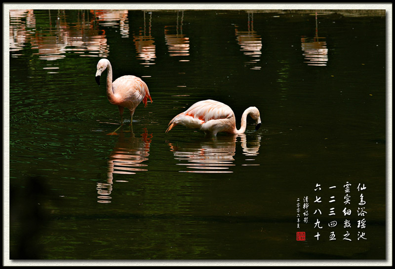 flamingo 摄影 huazhu