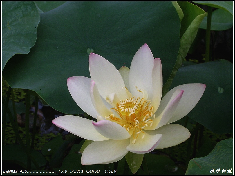 生命之花 摄影 橄榄树枝