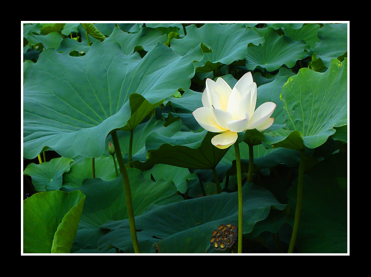 《曾几“荷”时》 摄影 下载爱