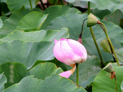 摇曳仙花 摄影 阿李菲林