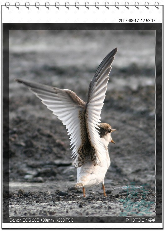 白额燕鸥 Little Tern 摄影 福建摄手