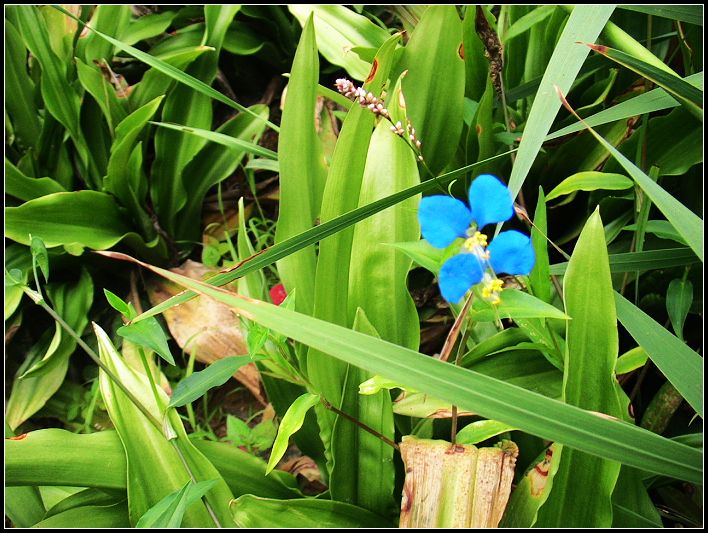 小蓝花 摄影 Schmetterlin