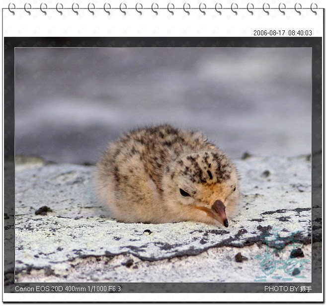 白额燕鸥 Little Tern 摄影 福建摄手