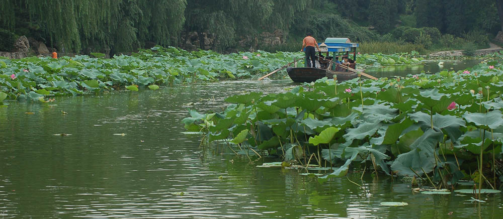 荷塘荡漾乐悠悠 摄影 旅游一世