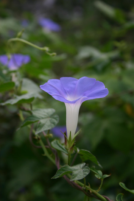 牵牛花 摄影 艺芳数码