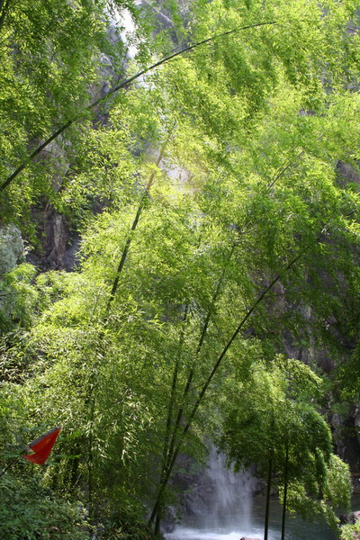 竹林飞瀑 摄影 鹿山老人