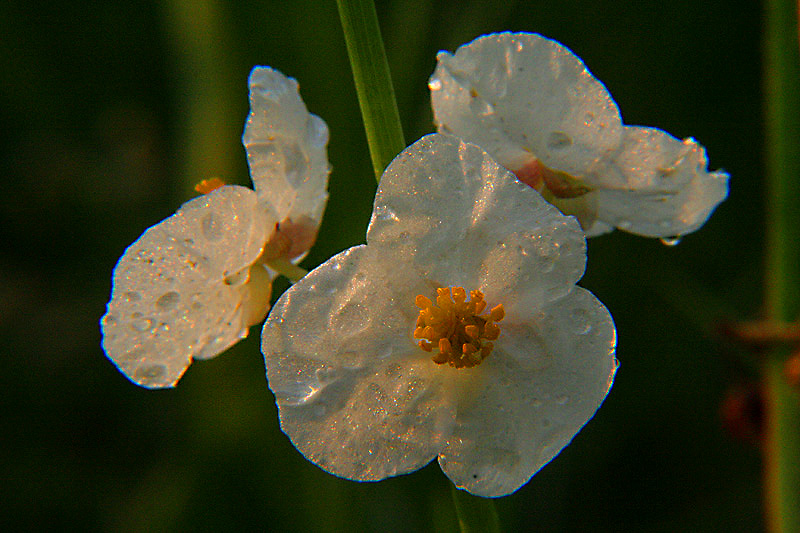 菱角花 摄影 阿亮南京