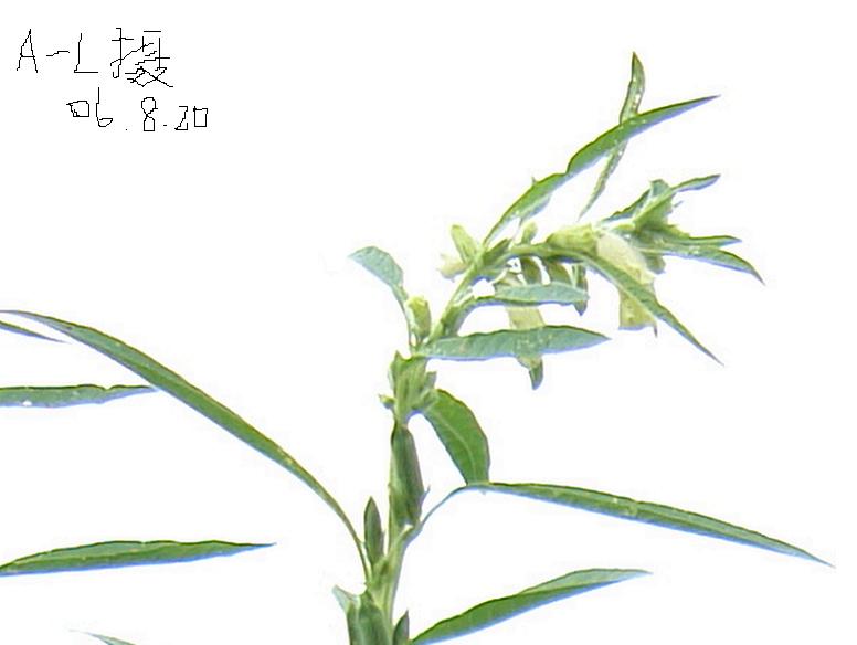 家乡印象---芝麻开花节节高 摄影 loclef