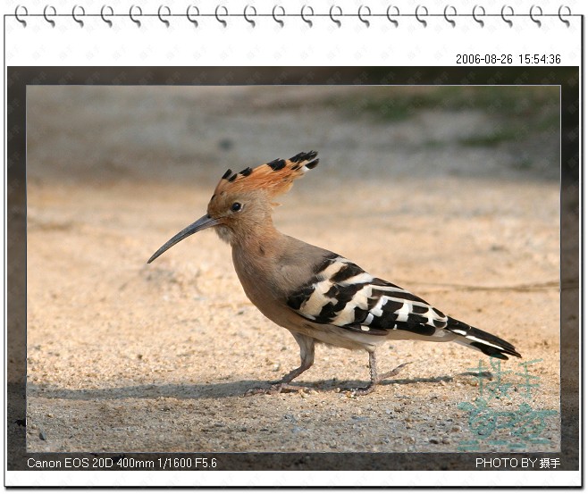 戴胜 Eurasian Hoopoe 摄影 福建摄手