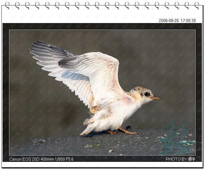 白额燕鸥LittleTern 摄影 福建摄手