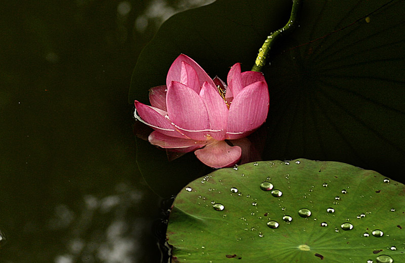 落花流水两相依 摄影 蕉窗听雨