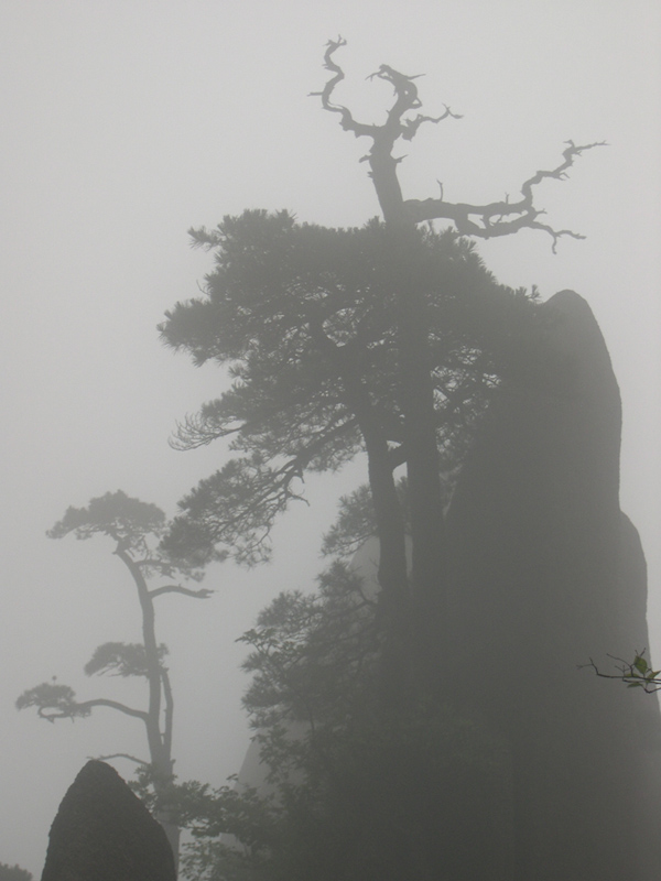 雾中登黄山 摄影 高山松