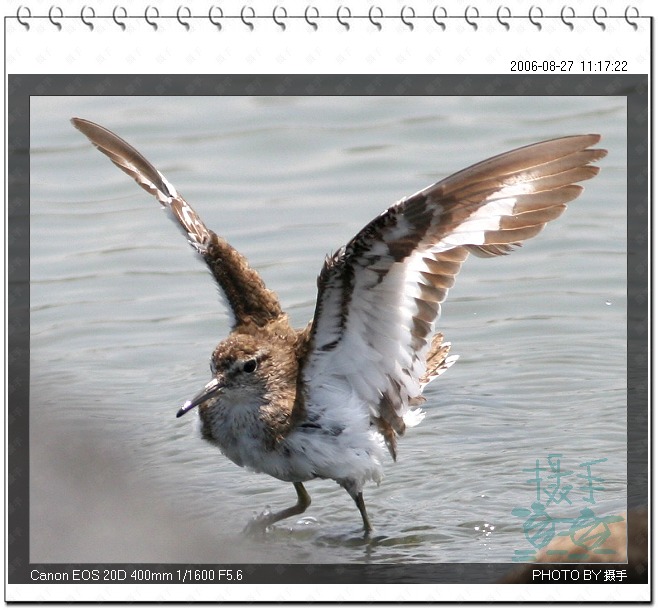 矶鹬 Common Sandpiper 摄影 福建摄手