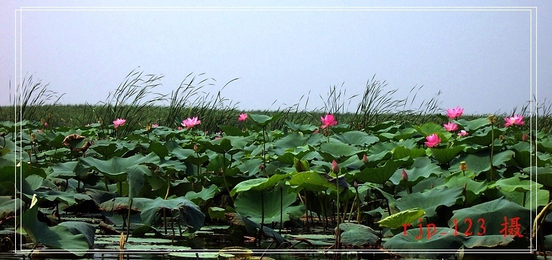 白洋淀 摄影 平方