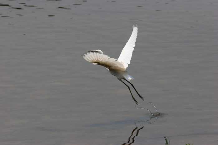 A green heron in flight 摄影 ysman