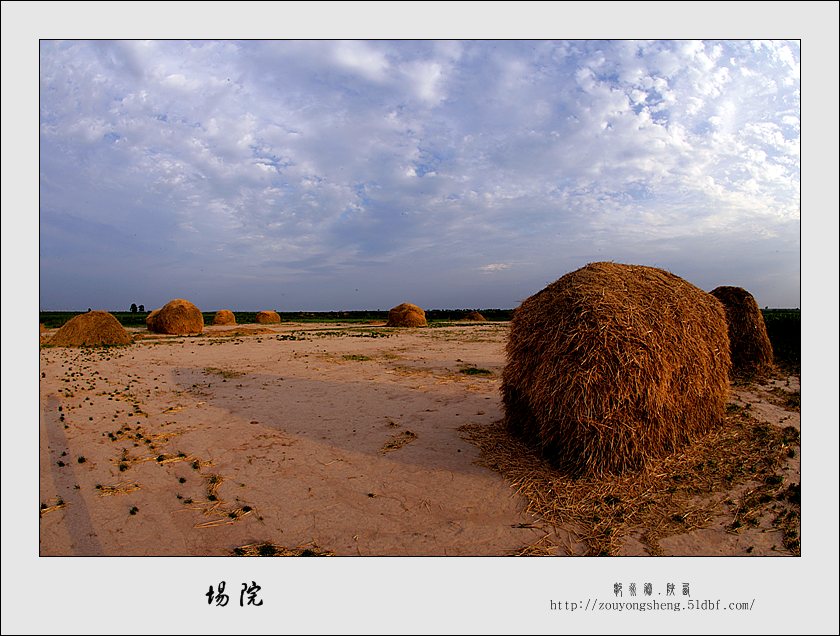 场院 摄影 东北虎