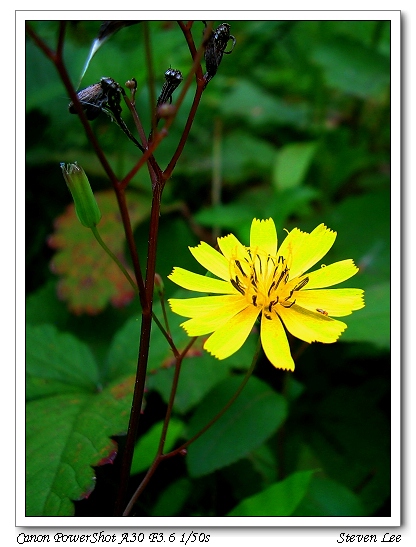 Yellow wild flower 摄影 Fragile