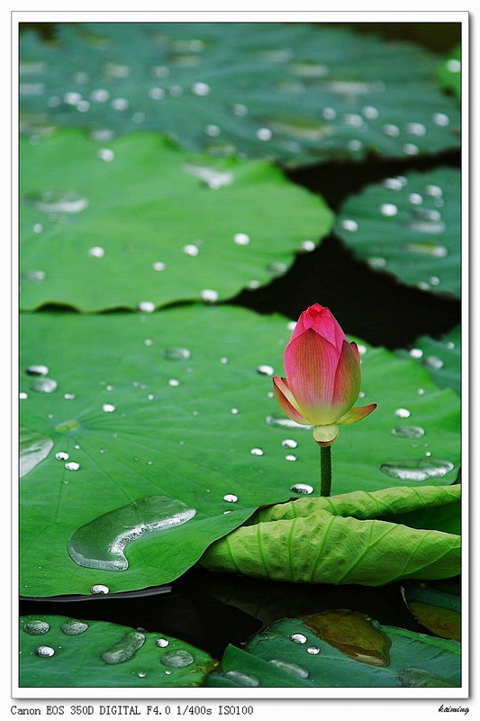 雨.荷 摄影 kaiming