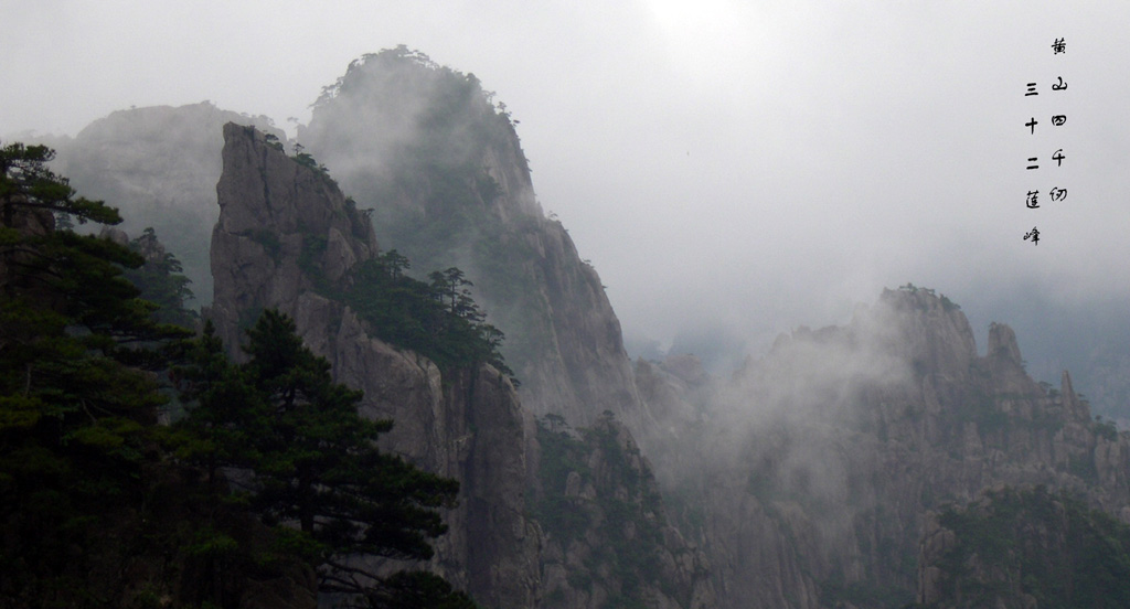 黄山 摄影 高山松