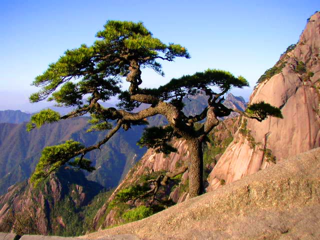 黄山松 摄影 甲由田