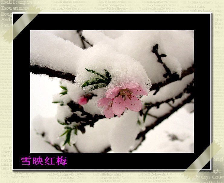 雪映桃花 摄影 护花三哥