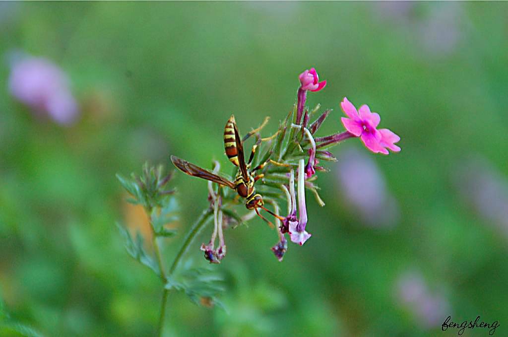 nature-063 摄影 fengsheng