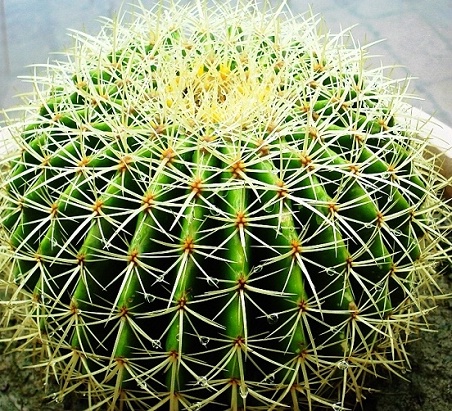 雨露滋润花草壮 摄影 从头跃