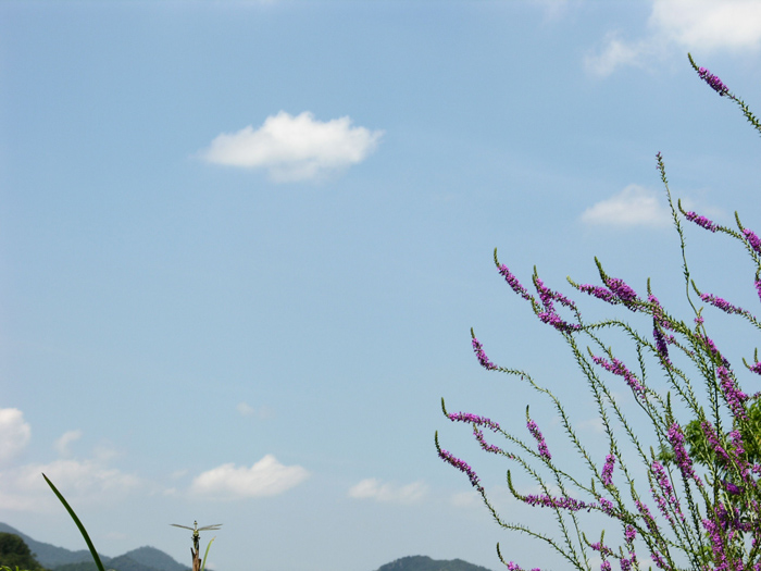 飞扬夏日 摄影 蓝兰