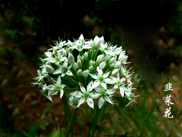 菜花 摄影 yueer清风