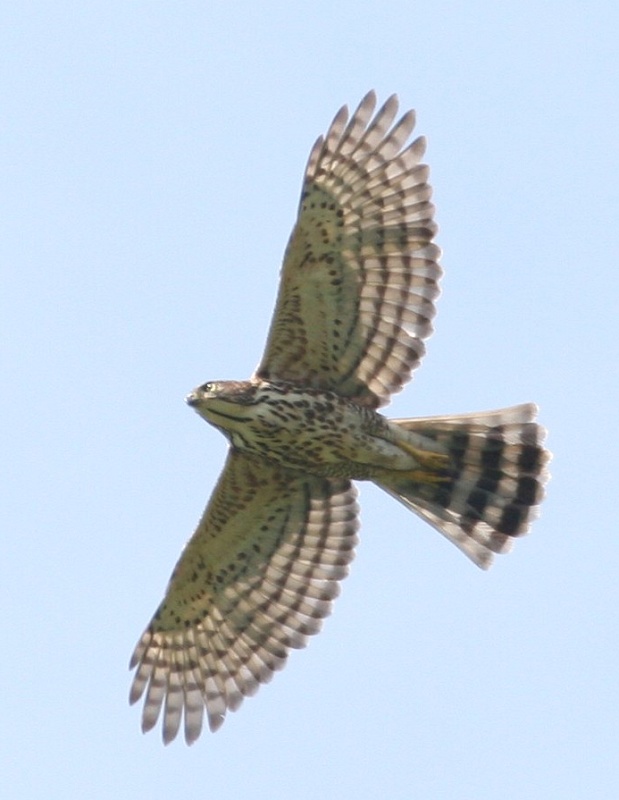 凤头鹰 Crested Goshawk 摄影 福建摄手