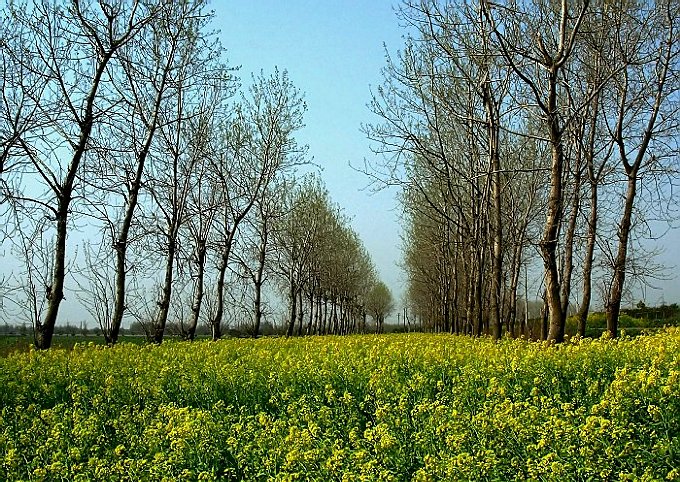 初春 摄影 田园