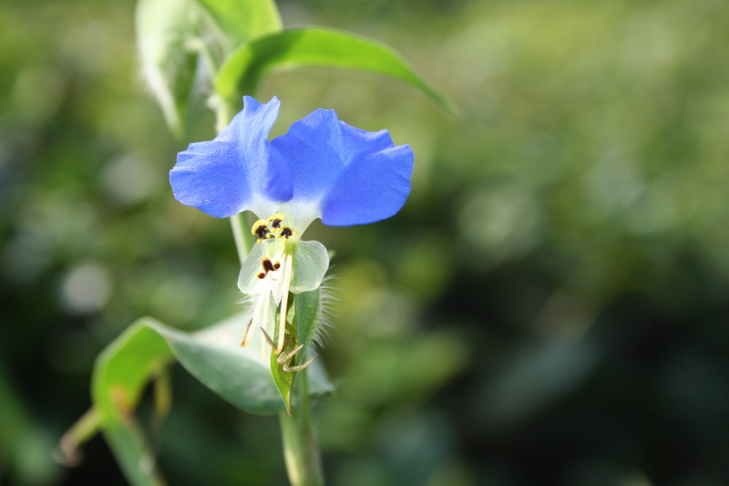 小花 摄影 鹿山老人