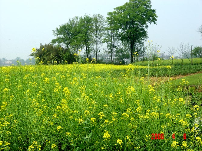 油菜花开 摄影 潇湘雨