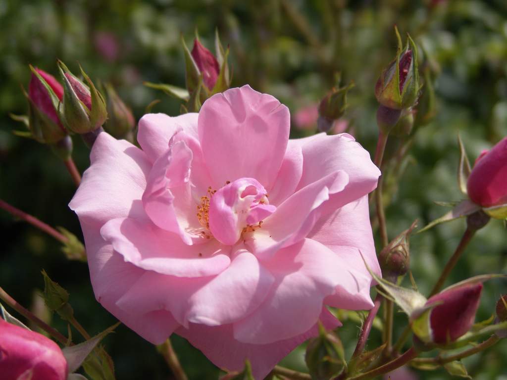 england rose 摄影 PT5979