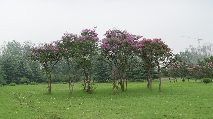 花林 摄影 游龙