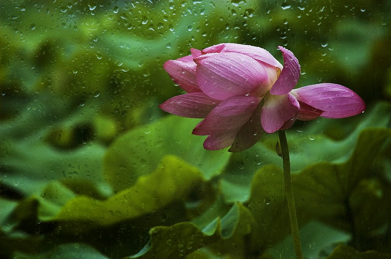 雨后 摄影 无界