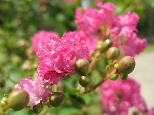 山花 摄影 薄冰点