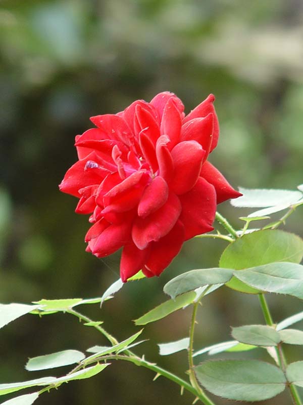 Beautiful  flower 摄影 潇湘雨