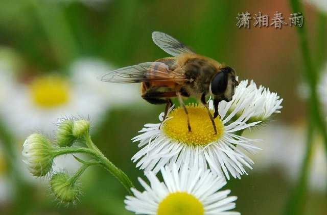 独占花魁 摄影 wufei629000