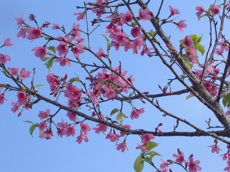 桃花盛开 摄影 笑对人生-2