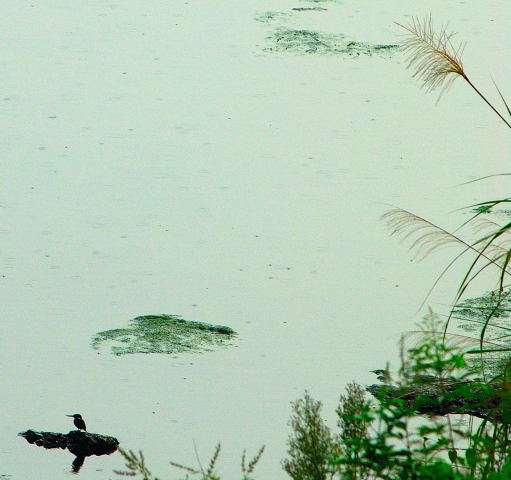 细雨鸣翠图 摄影 辛巴达