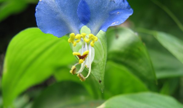 花心 摄影 宝贝鱼