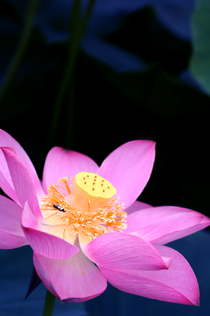 莲花 摄影 lao-ge