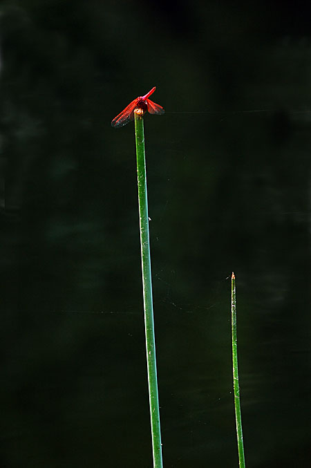 蜻蜓 摄影 杭州老潘